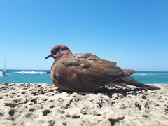 Streptopelia senegalensis
