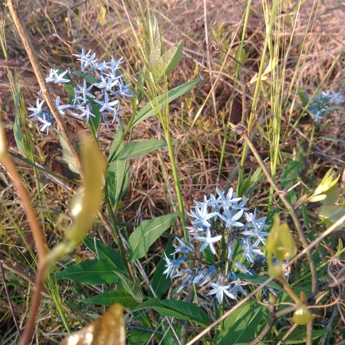 Amsonia tabernaemontana