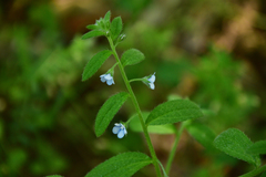 Bothriospermum secundum