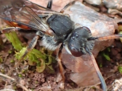 Nomada flavoguttata