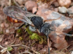 Nomada flavoguttata