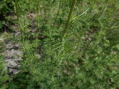 Achillea ligustica