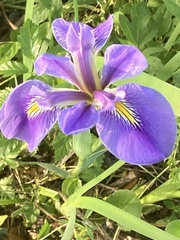 Iris brevicaulis