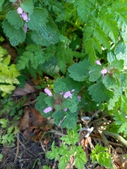 Lamium purpureum