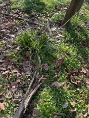 Oryzopsis asperifolia