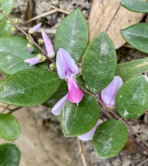 Indigofera venulosa