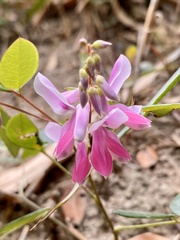 Indigofera venulosa