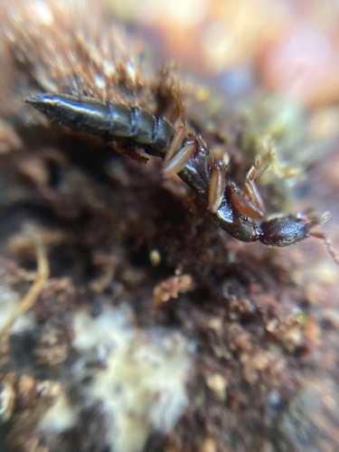 Domene scabricollis