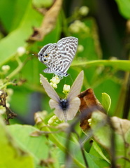 Leptotes pirithous