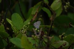 Leptotes pirithous