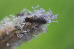 Platycheirus clypeatus