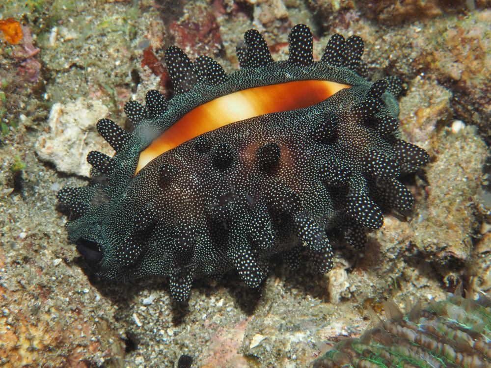 Mole Cowrie