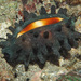 Mole Cowrie - Photo (c) uwkwaj, some rights reserved (CC BY-NC), uploaded by uwkwaj