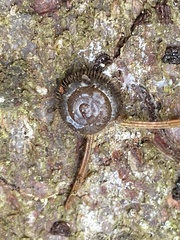 Helicodonta obvoluta