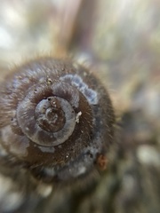 Helicodonta obvoluta