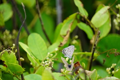 Leptotes pirithous