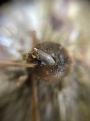 Helicodonta obvoluta