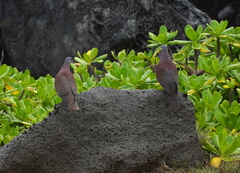 Nesoenas picturatus