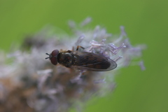 Platycheirus clypeatus