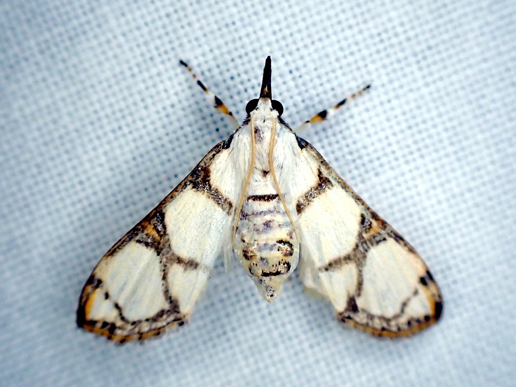 Cirrhochrista caconalis