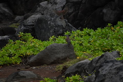 Nesoenas picturatus