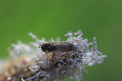 Platycheirus clypeatus