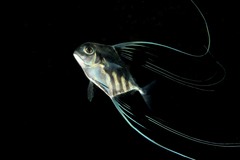 Alectis ciliaris