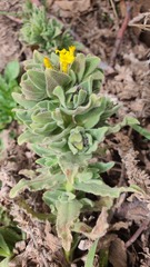 Alkanna orientalis
