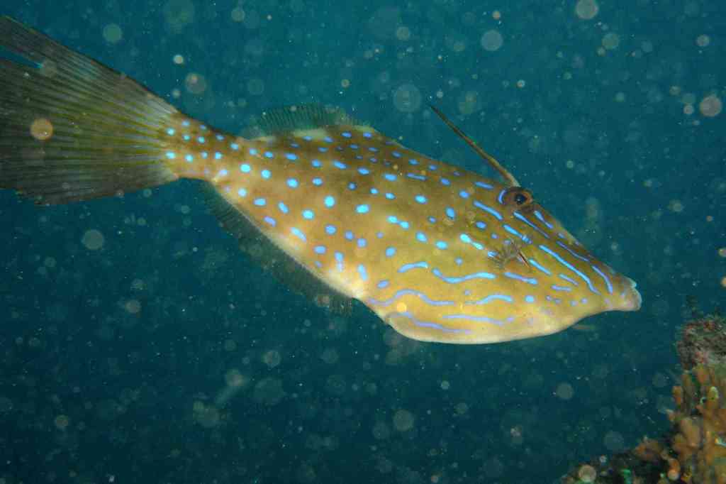 Afrikaanse vijlvis (Aluterus heudelotii) — Monacanthidae