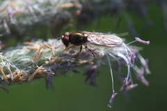 Platycheirus albimanus