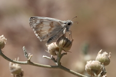Heliopetes ericetorum