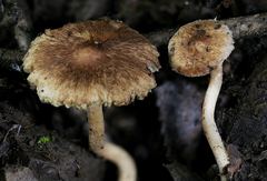 Inocybe stuntzii