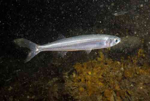 Mediterranean sand smelt (Atherina hepsetus) — Atherinidae — 2