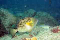 Balistes punctatus