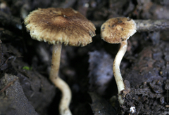 Inocybe stuntzii