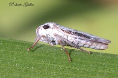 Tretogonia