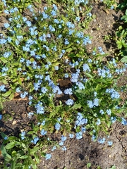 Myosotis