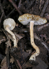Inocybe stuntzii