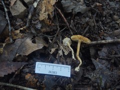 Inocybe stuntzii