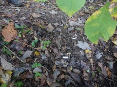 Inocybe stuntzii
