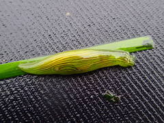 Phyllaplysia taylori