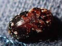 Trogoderma ornatum
