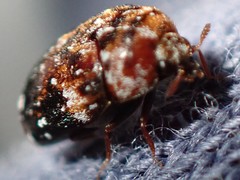 Trogoderma ornatum