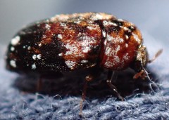 Trogoderma ornatum