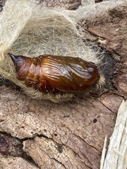 Calliteara pudibunda