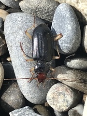 Nebria picicornis