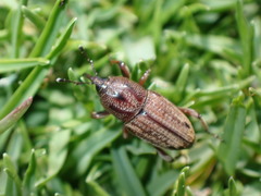 Sphenophorus venatus