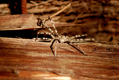 Eusparassus