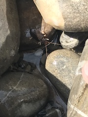 Nebria picicornis