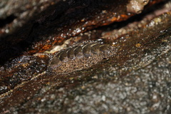 Polyplacophora